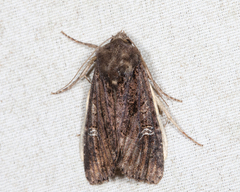 Helotropha reniformis