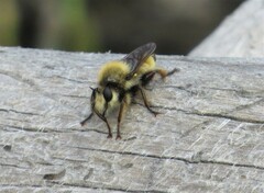 Laphria