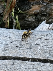 Laphria