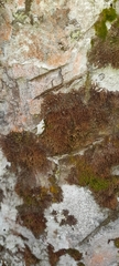 Frullania