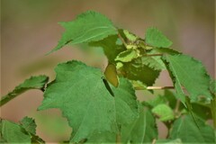 Eurema brigitta
