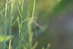 Lestes virens