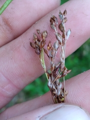 Rhynchospora recognita