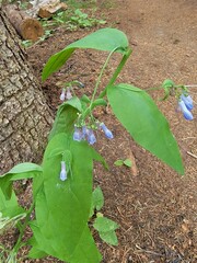 Mertensia oblongifolia