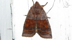 Eupsilia tristigmata