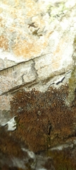 Frullania