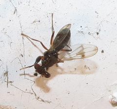 Sphyracephala brevicornis