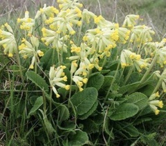 Primula veris