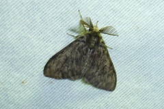 Lymantria monacha