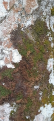 Frullania