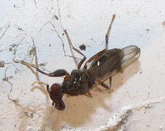 Sphyracephala brevicornis