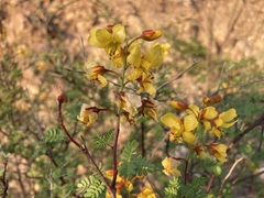 Erythrostemon placidus