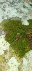 Frullania