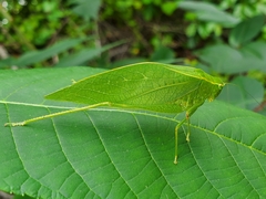 Microcentrum retinerve