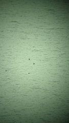 Aechmophorus occidentalis