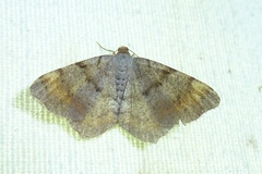 Macaria liturata