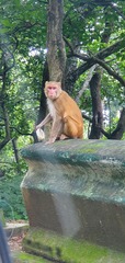 Macaca