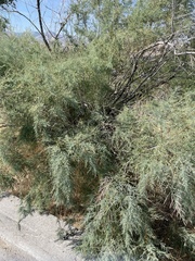 Tamarix ramosissima