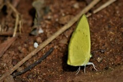 Eurema brigitta