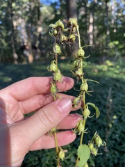 Campanula rapunculoides