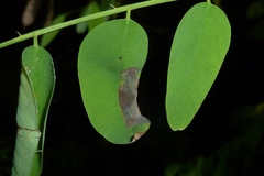 Macrosaccus robiniella