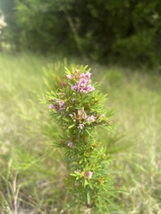 Lespedeza