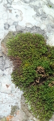 Frullania