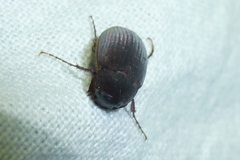 Maladera holosericea