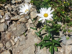 Leucanthemum maximum