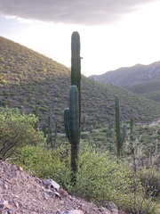 Pachycereus pringlei