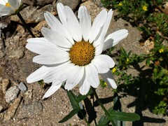Leucanthemum maximum