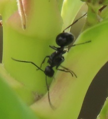 Polyrhachis gagates