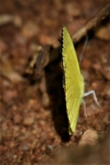 Eurema brigitta