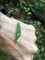 Asteromyia carbonifera