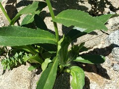 Leucanthemum maximum