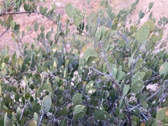 Simmondsia chinensis