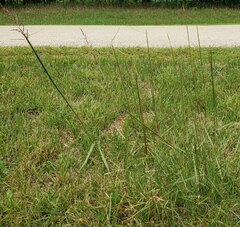 Sporobolus cryptandrus