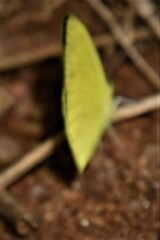 Eurema brigitta