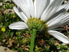 Leucanthemum maximum