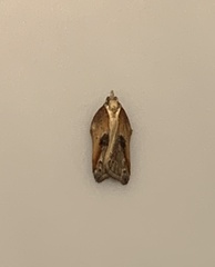 Acleris cristana
