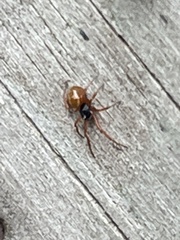 Trachelas tranquillus