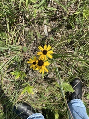 Rudbeckia missouriensis
