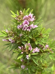 Lespedeza