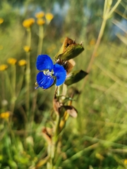 Commelina tuberosa