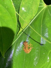 Dendropsophus sarayacuensis