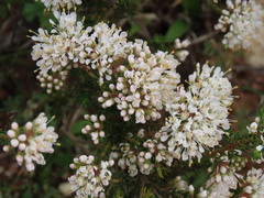 Agathosma capensis