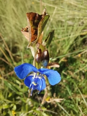 Commelina tuberosa
