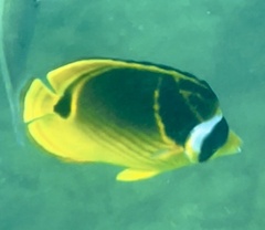 Chaetodon lunula