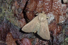 Mythimna albipuncta