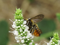 Megachile centuncularis